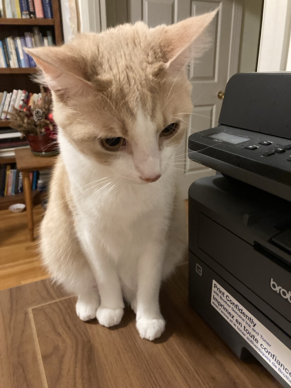 cat